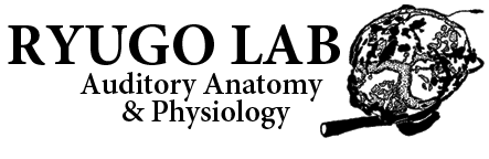 Ryugo Lab - Auditory Anatomy & Physiology